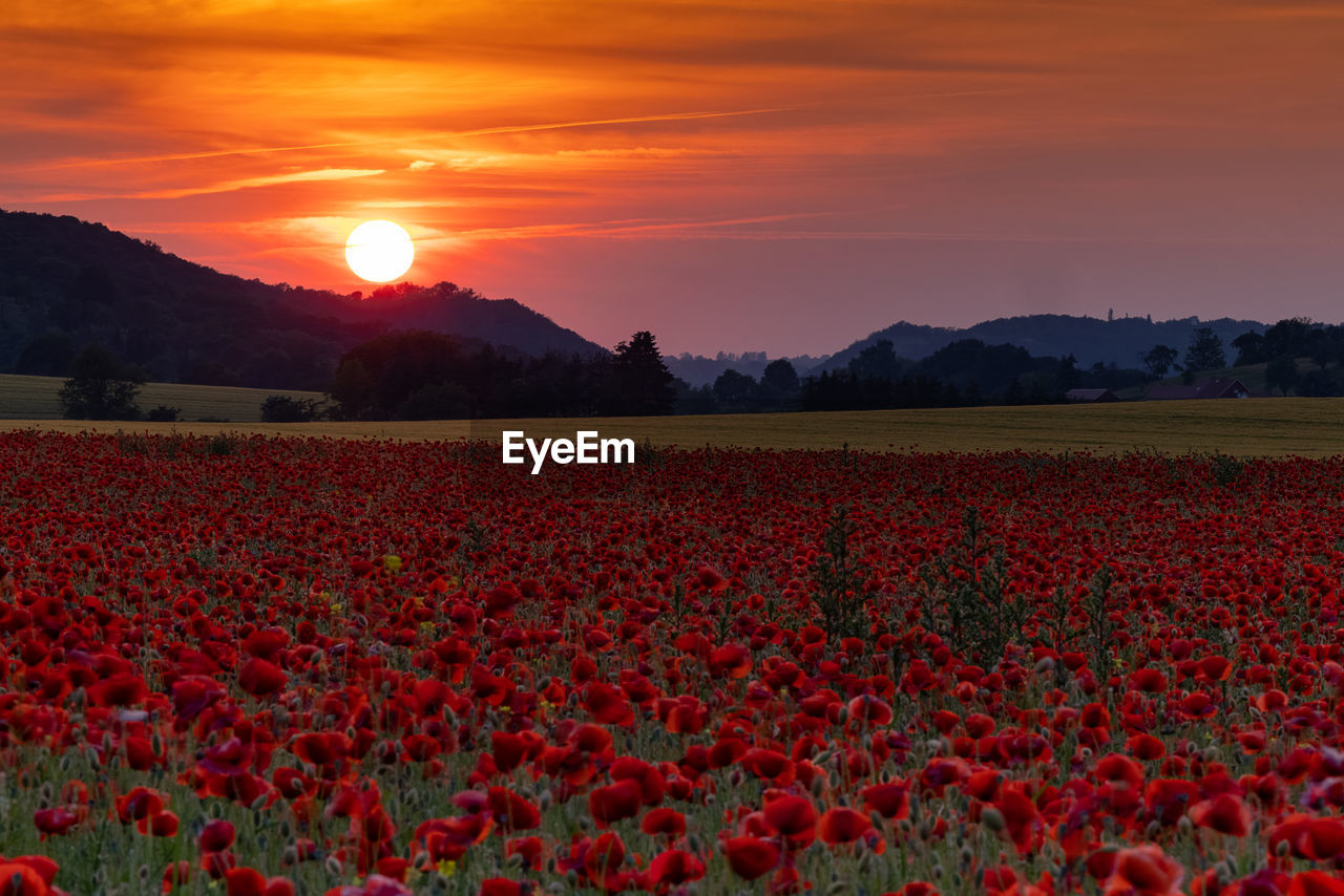 Scenic view of red flowering field against sky during sunset