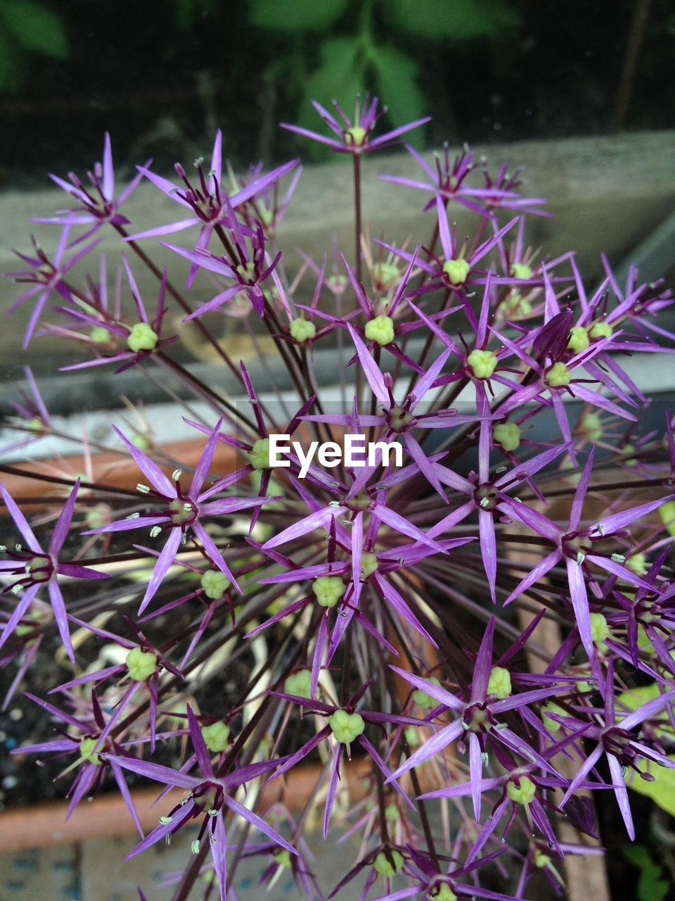 Close-up of purple allium flowers