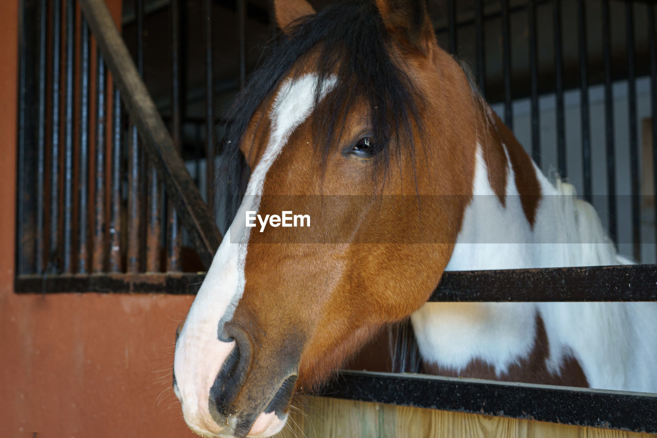 horse, animal, animal themes, mammal, domestic animals, one animal, pet, livestock, animal wildlife, mane, halter, animal body part, animal head, brown, stallion, no people, close-up, stable, mustang horse, herbivorous, mare, fence, focus on foreground, portrait, day, bridle, outdoors, working animal