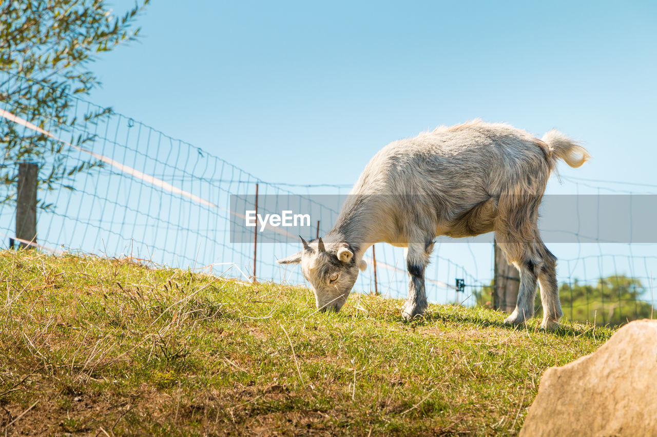 LION STANDING IN FIELD