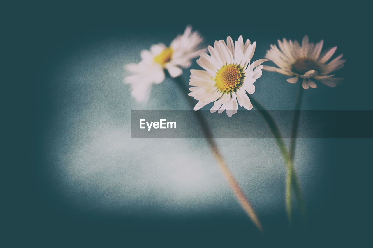 CLOSE-UP OF YELLOW COSMOS FLOWERS AGAINST GRAY BACKGROUND