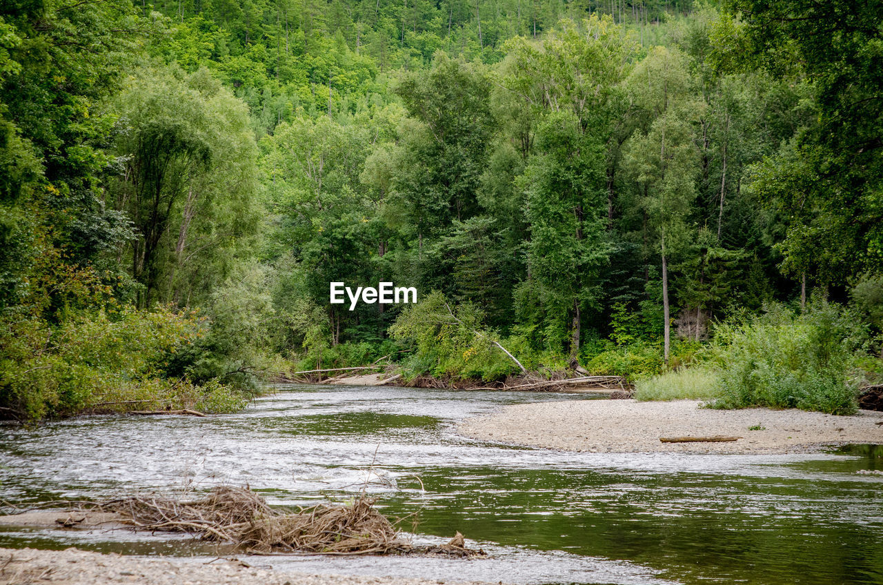 STREAM FLOWING IN FOREST