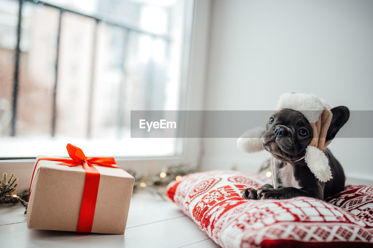 indoors, gift, red, domestic room, celebration, home interior, holiday, no people, christmas present, window, dog, domestic life, emotion, toy, furniture, mammal, lap dog, animal, copy space, carnivore, box, living room, day, canine, animal themes, nature