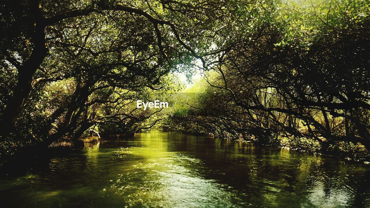 Scenic view of river amidst trees in forest