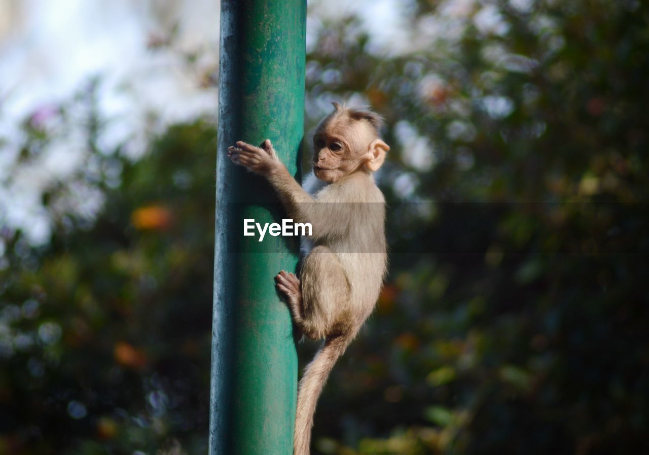 Monkey sitting on plant in forest