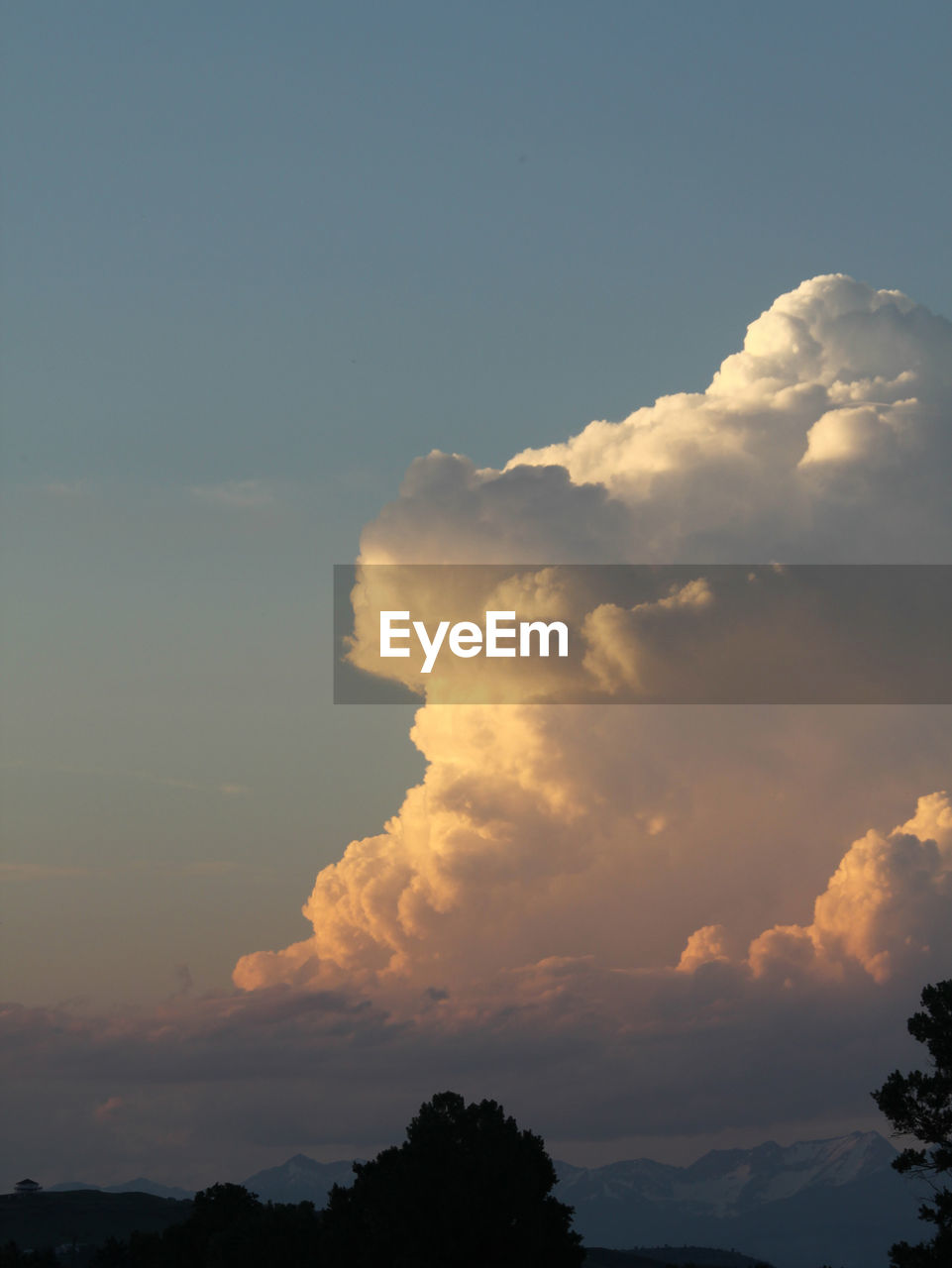 LOW ANGLE VIEW OF SILHOUETTE TREES AGAINST SKY