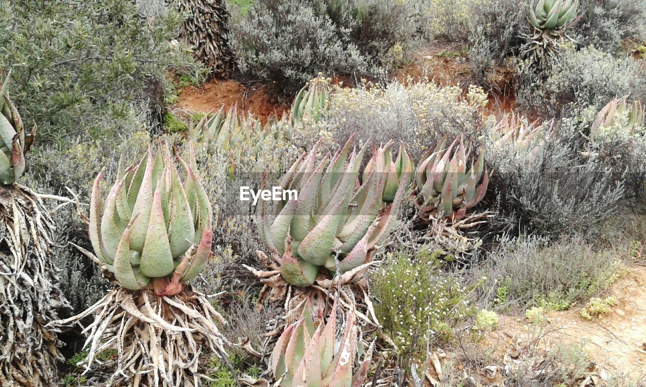 CACTUS PLANTS