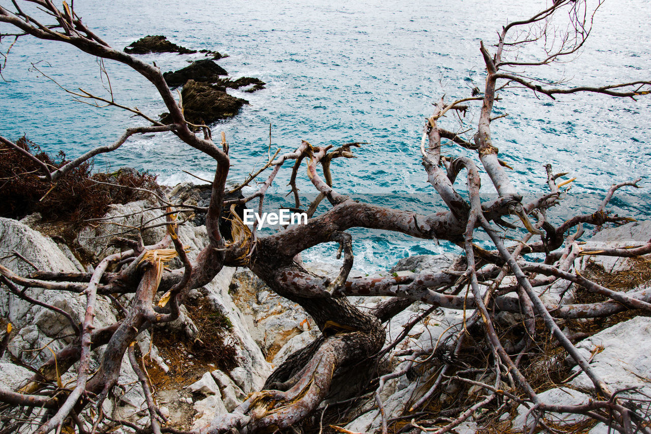 High angle view of driftwood on beach