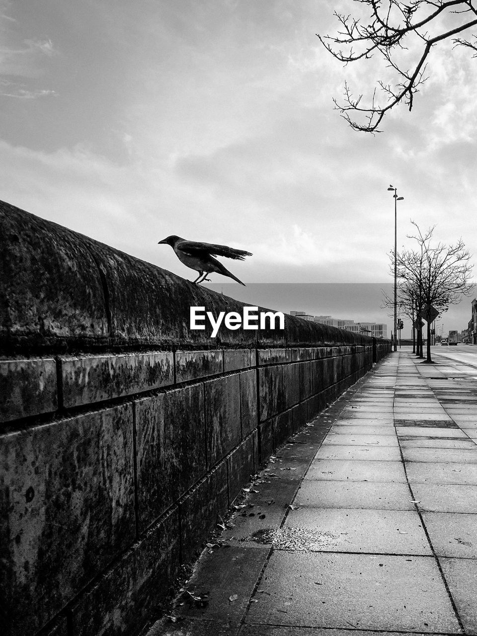 Crow bird leaning on a ledge