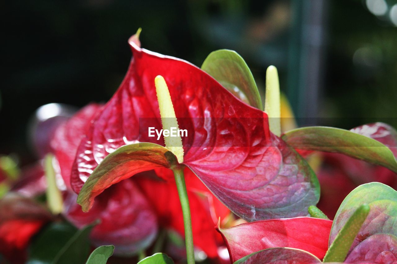 CLOSE-UP OF RED FLOWER
