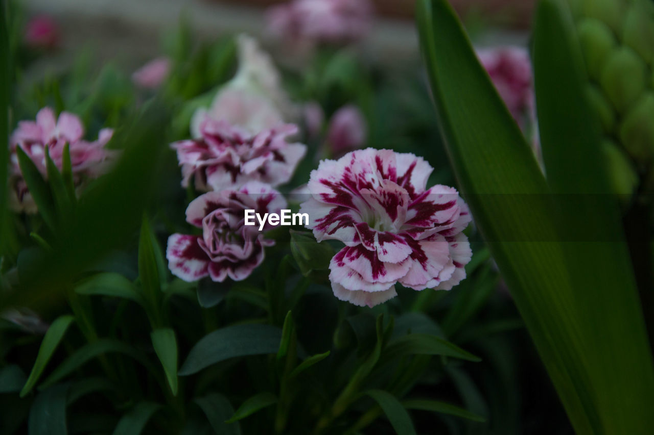 CLOSE-UP OF PINK FLOWERS