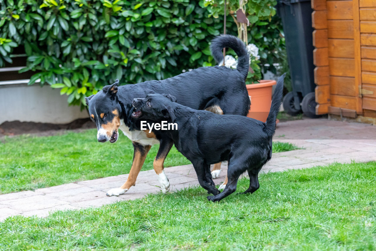 BLACK DOG IN BACKYARD