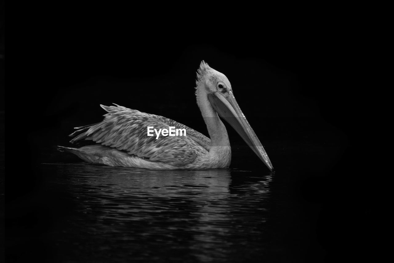 Close-up of pelican swimming in lake