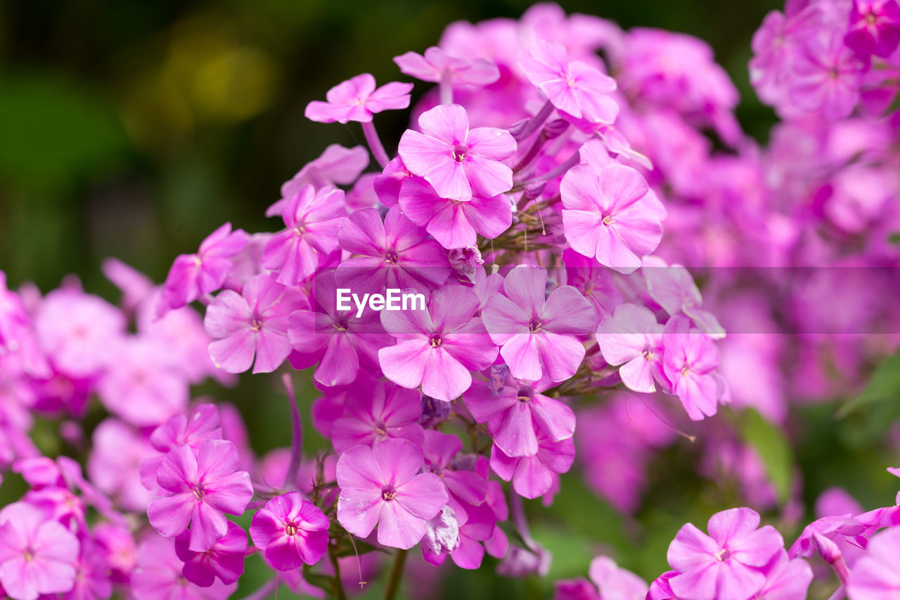 Close-up of purple flowers blooming outdoors