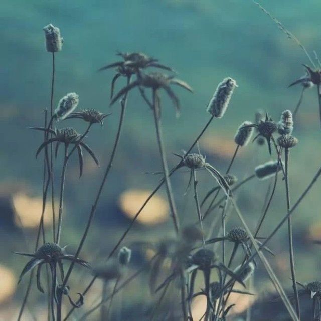 CLOSE-UP OF PLANTS AGAINST BLURRED BACKGROUND