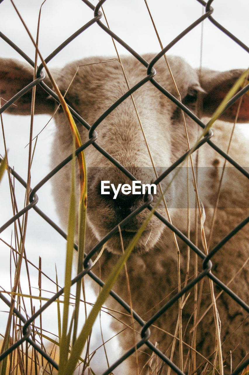 Close-up of horse seen through chainlink fence