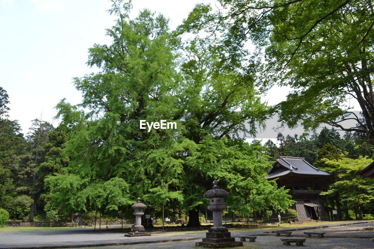 Trees in park