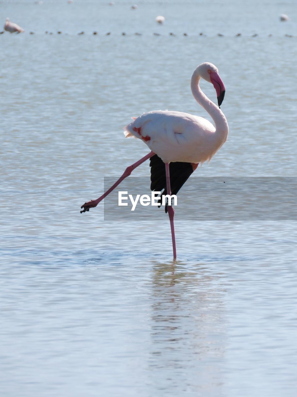 VIEW OF BIRD IN WATER