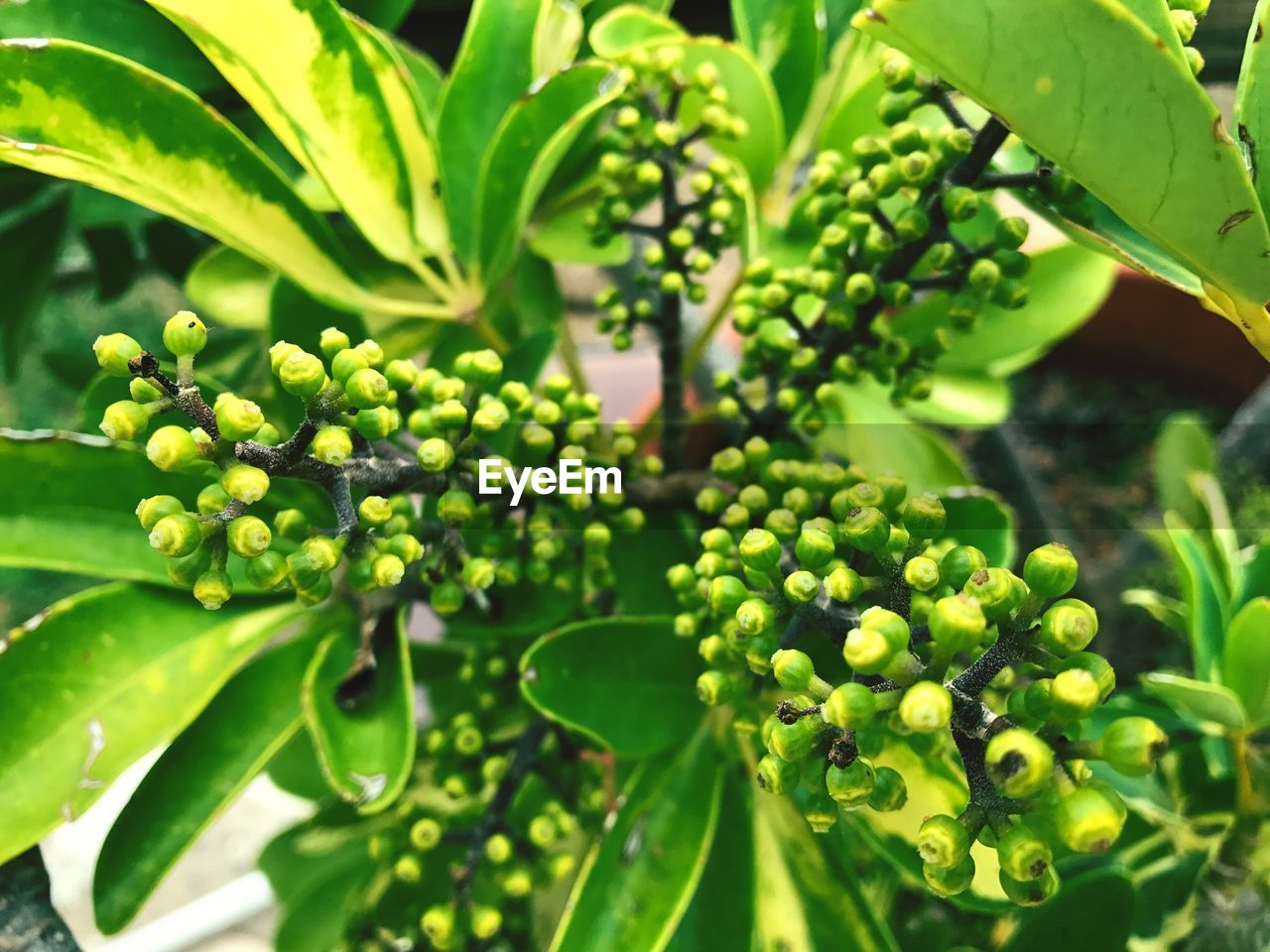 CLOSE-UP OF FRUITS GROWING ON PLANT