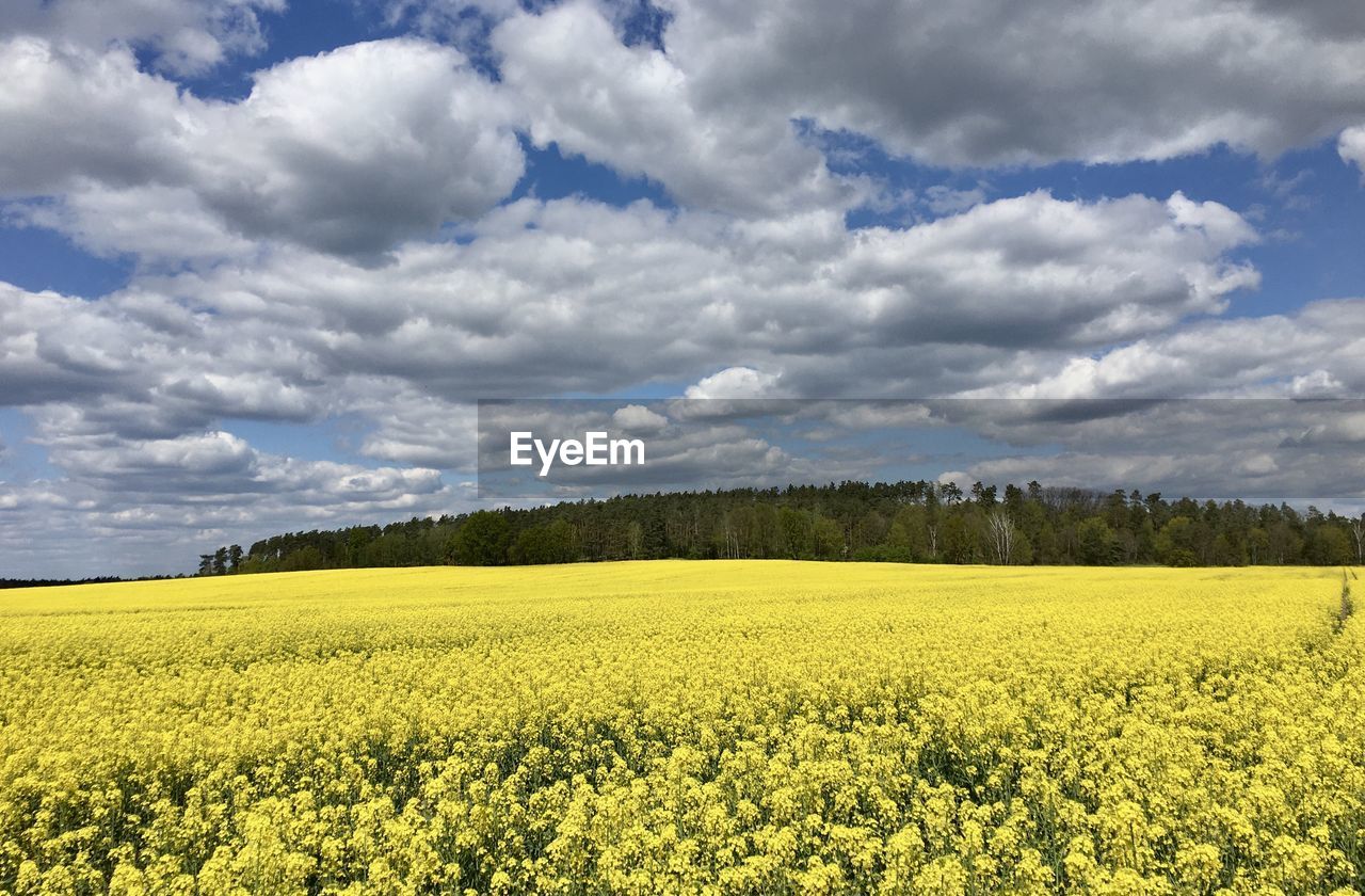 Scenic view of oilseed rape field against cloudy sky