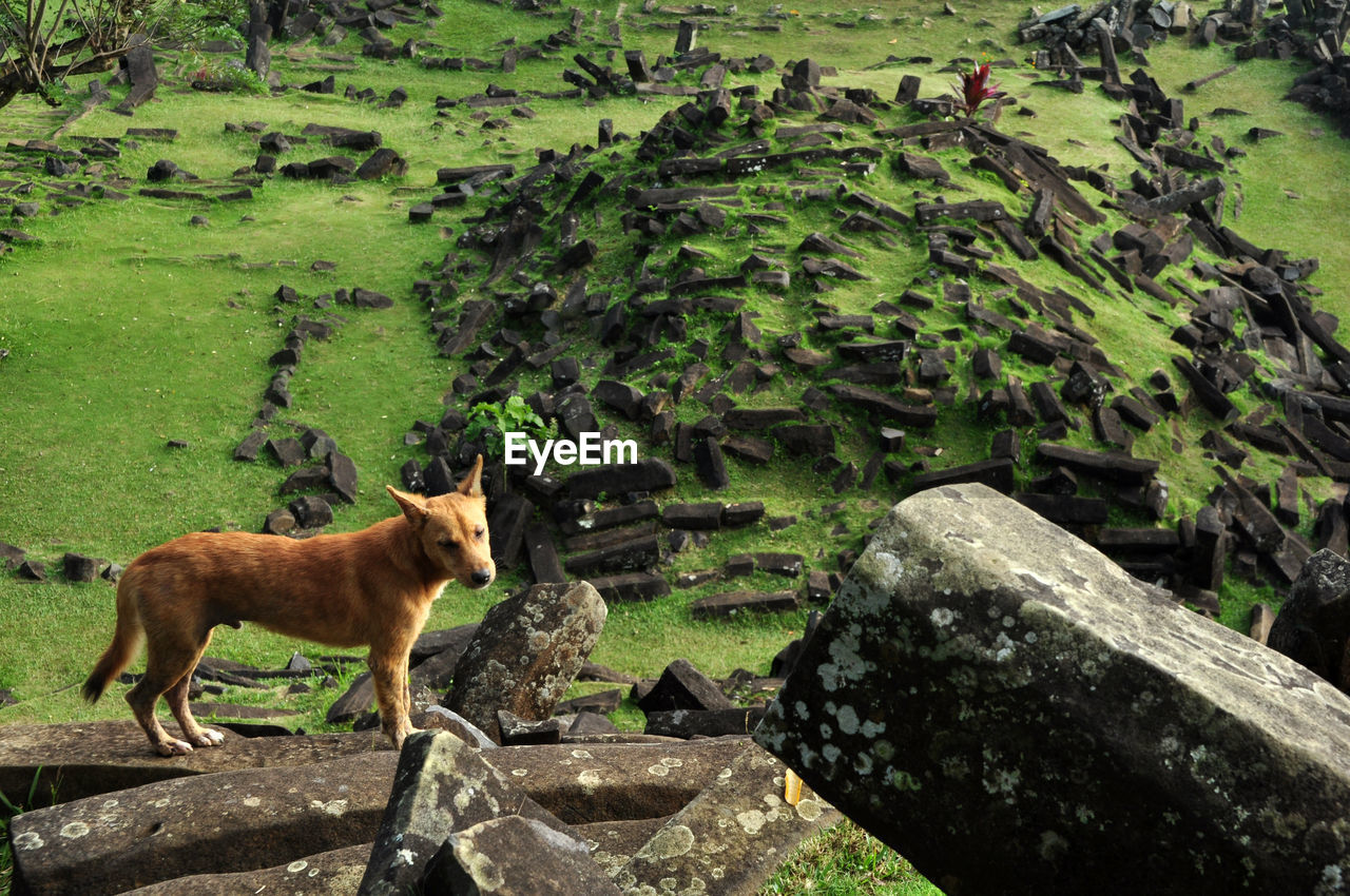 High angle view of dog standing on retaining wall