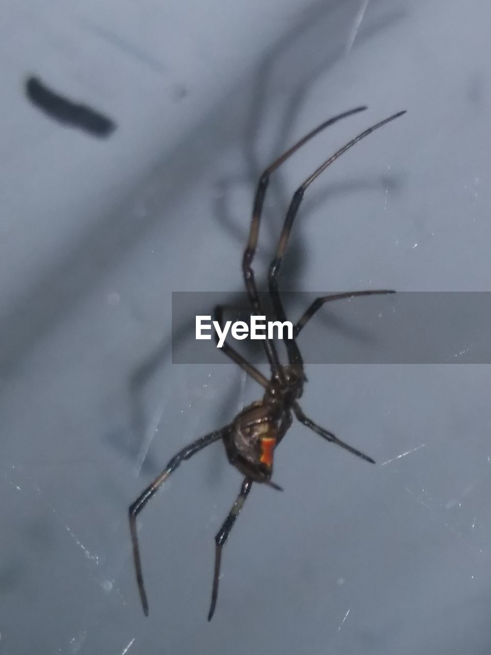 CLOSE-UP OF SPIDER AND WEB