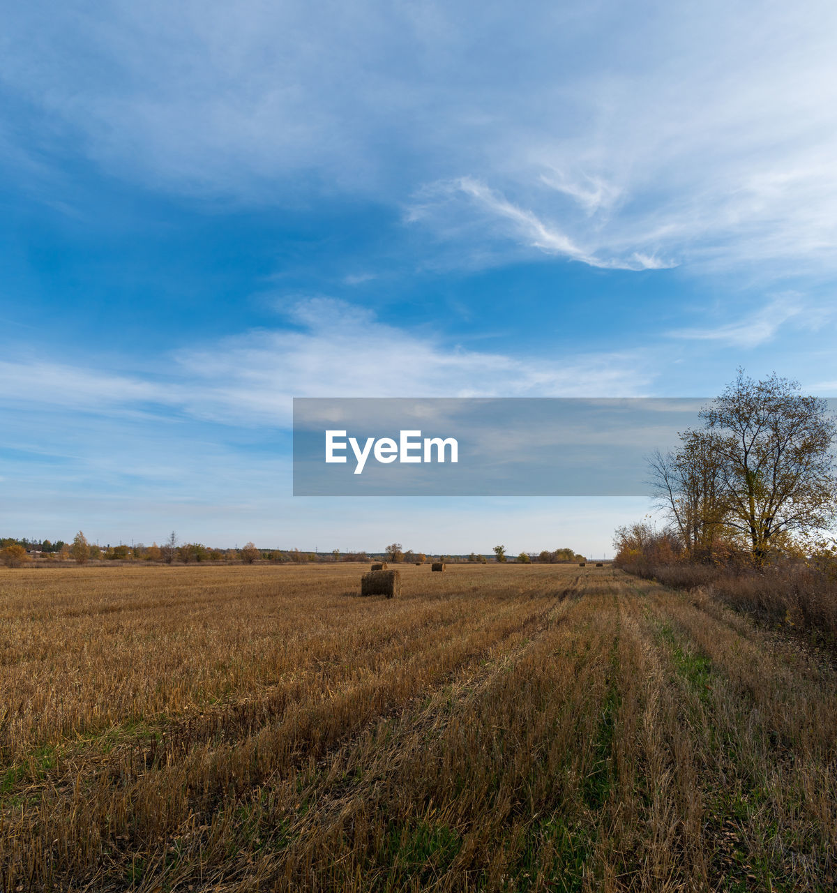 FIELD AGAINST SKY