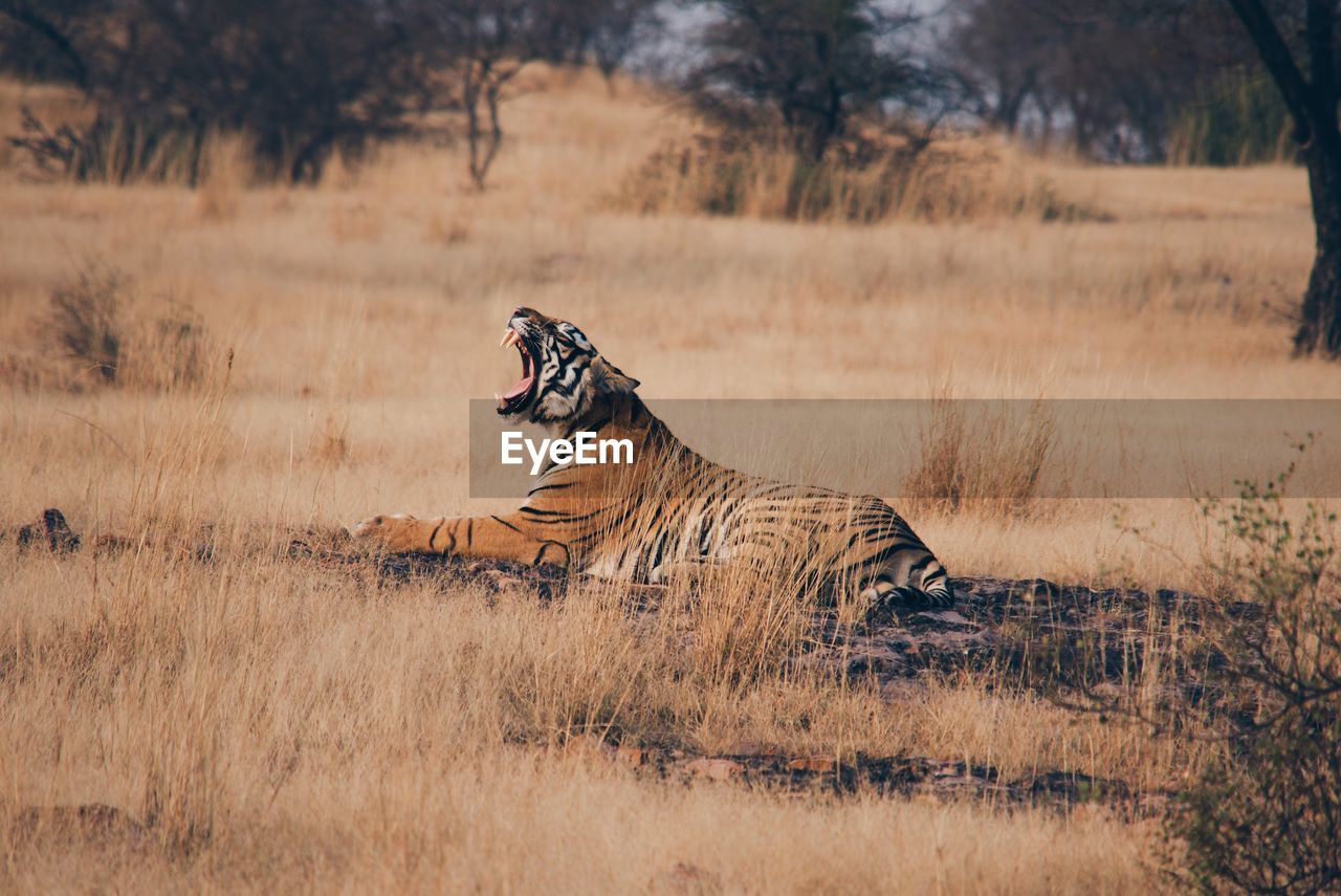 Tiger yawning while sitting on land