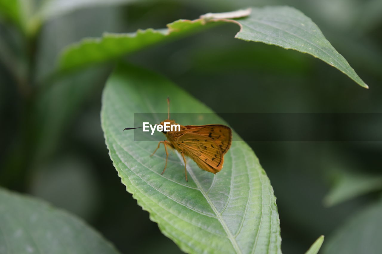 Butterfly on leaf