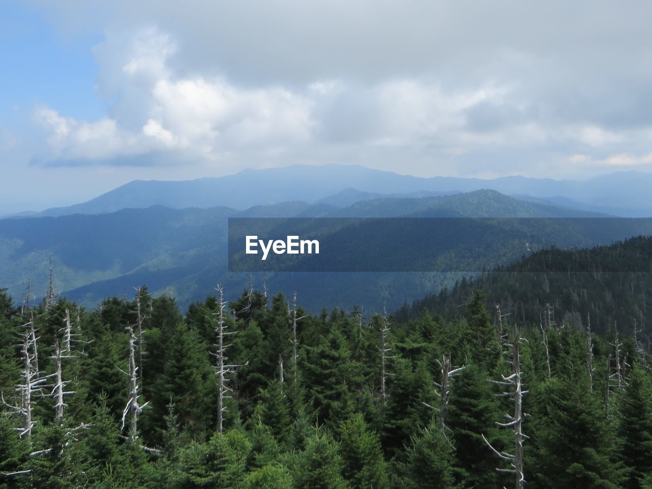 SCENIC VIEW OF TREES AGAINST SKY