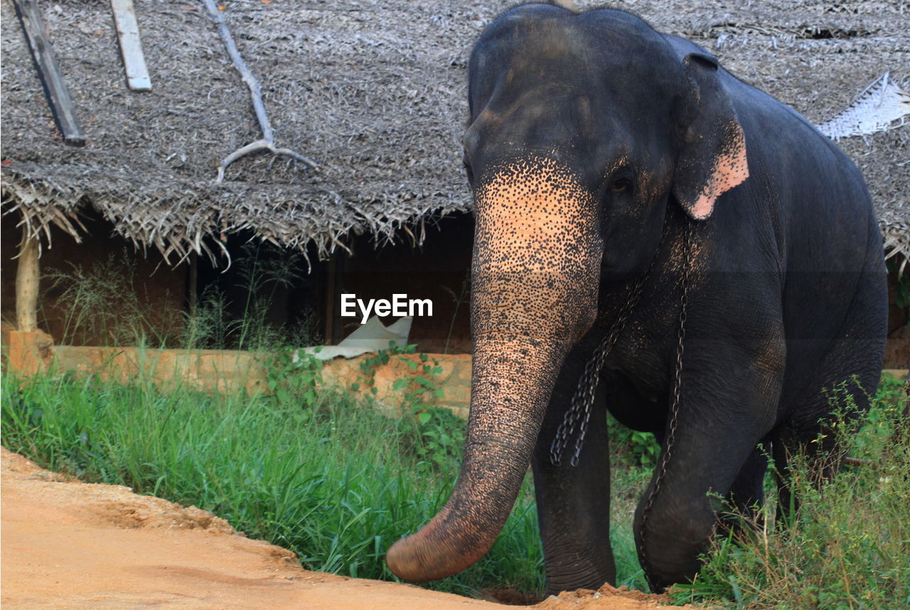 Elephant in front of house