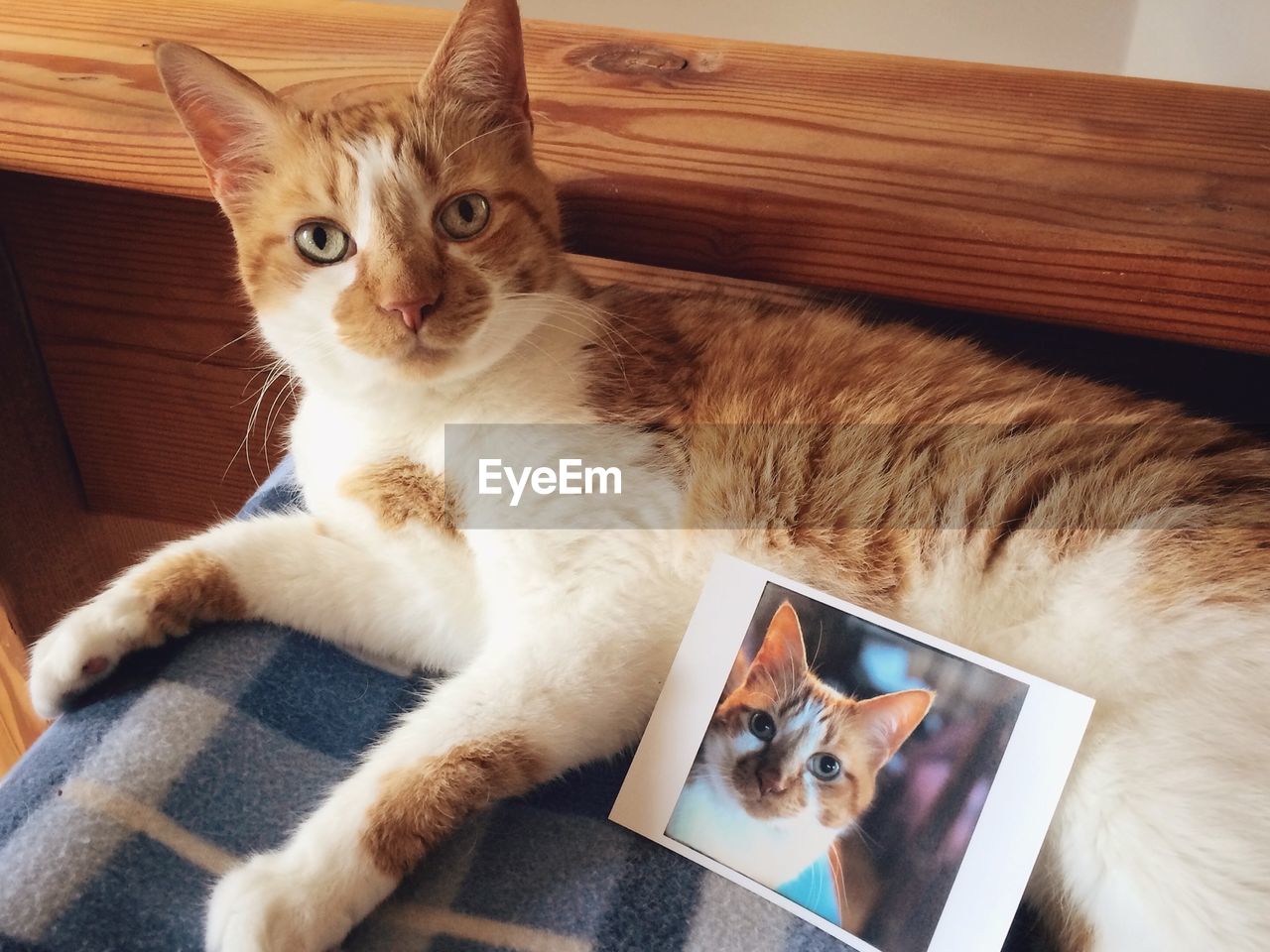 Portrait of cat relaxing on bed at home