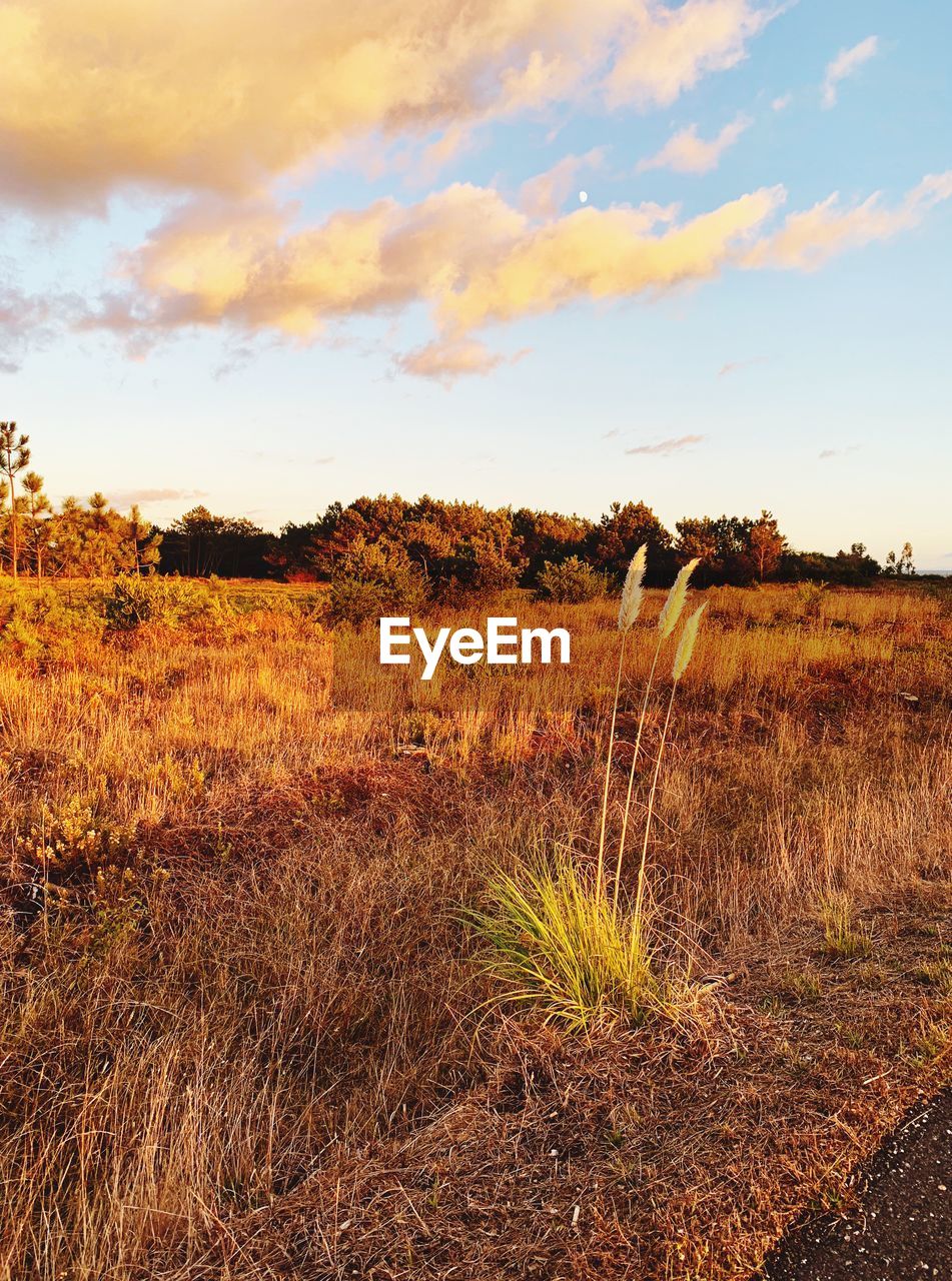 PLANTS GROWING ON LAND AGAINST SKY