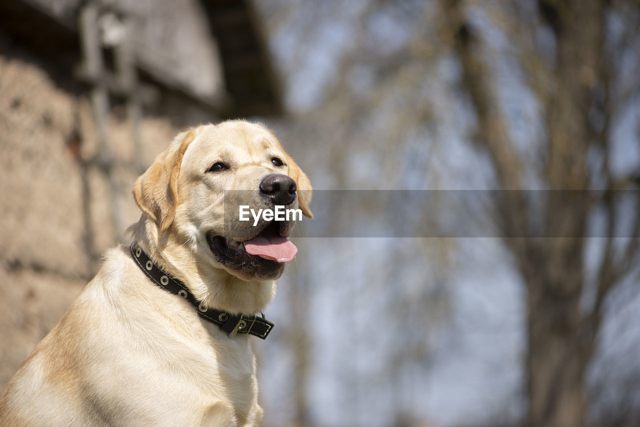 Active, smile and happy purebred labrador retriever dog outdoors in park on sunny summer day.