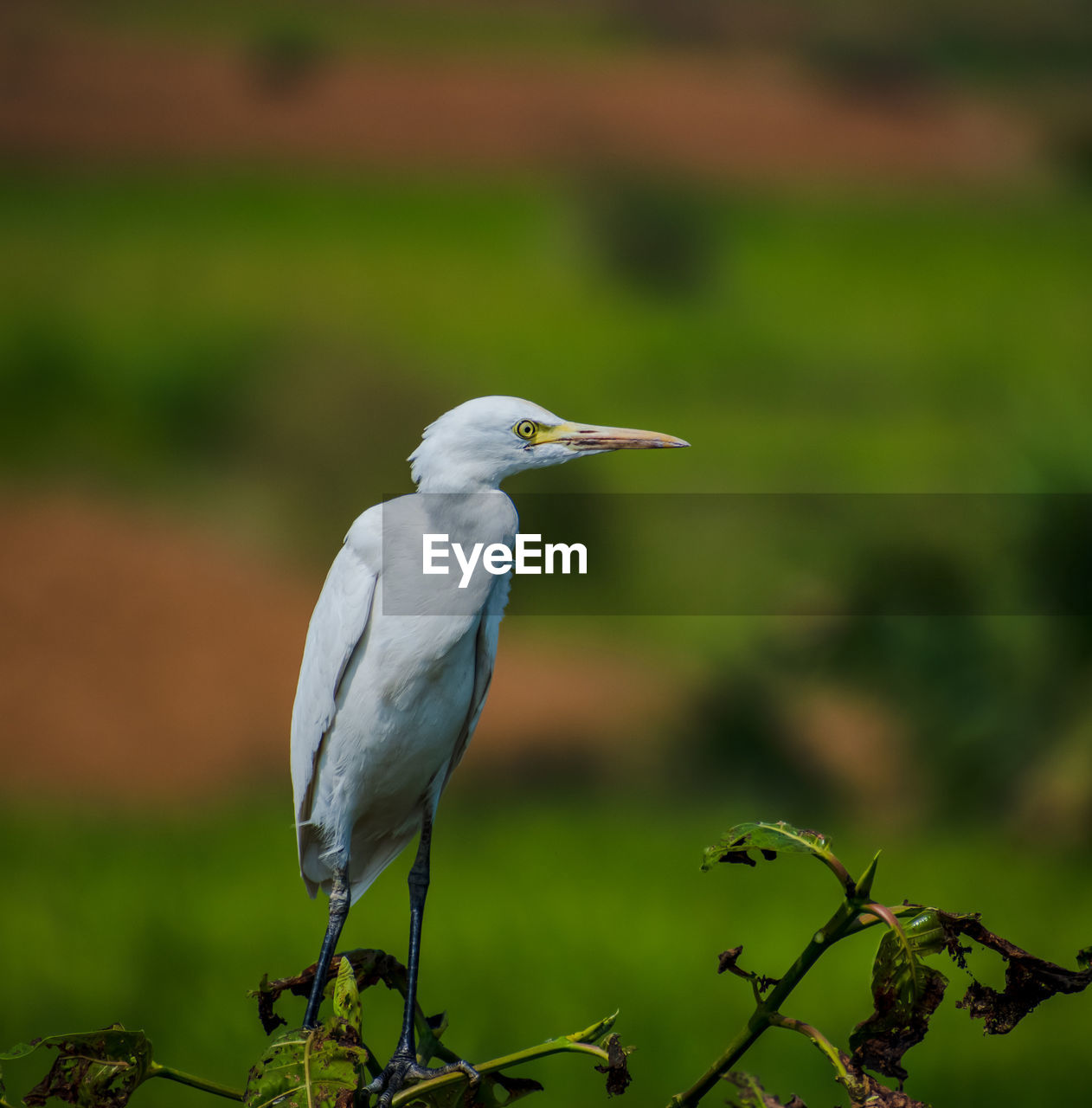 bird, animal themes, animal, animal wildlife, wildlife, one animal, nature, beak, heron, perching, focus on foreground, green, no people, plant, full length, side view, outdoors, water bird, day, beauty in nature