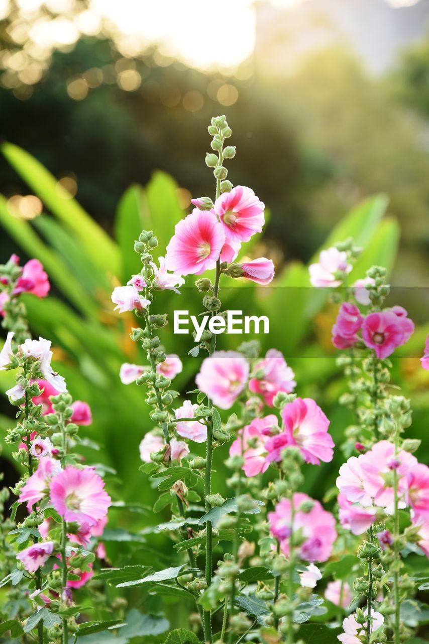 Close-up of pink flowering plants