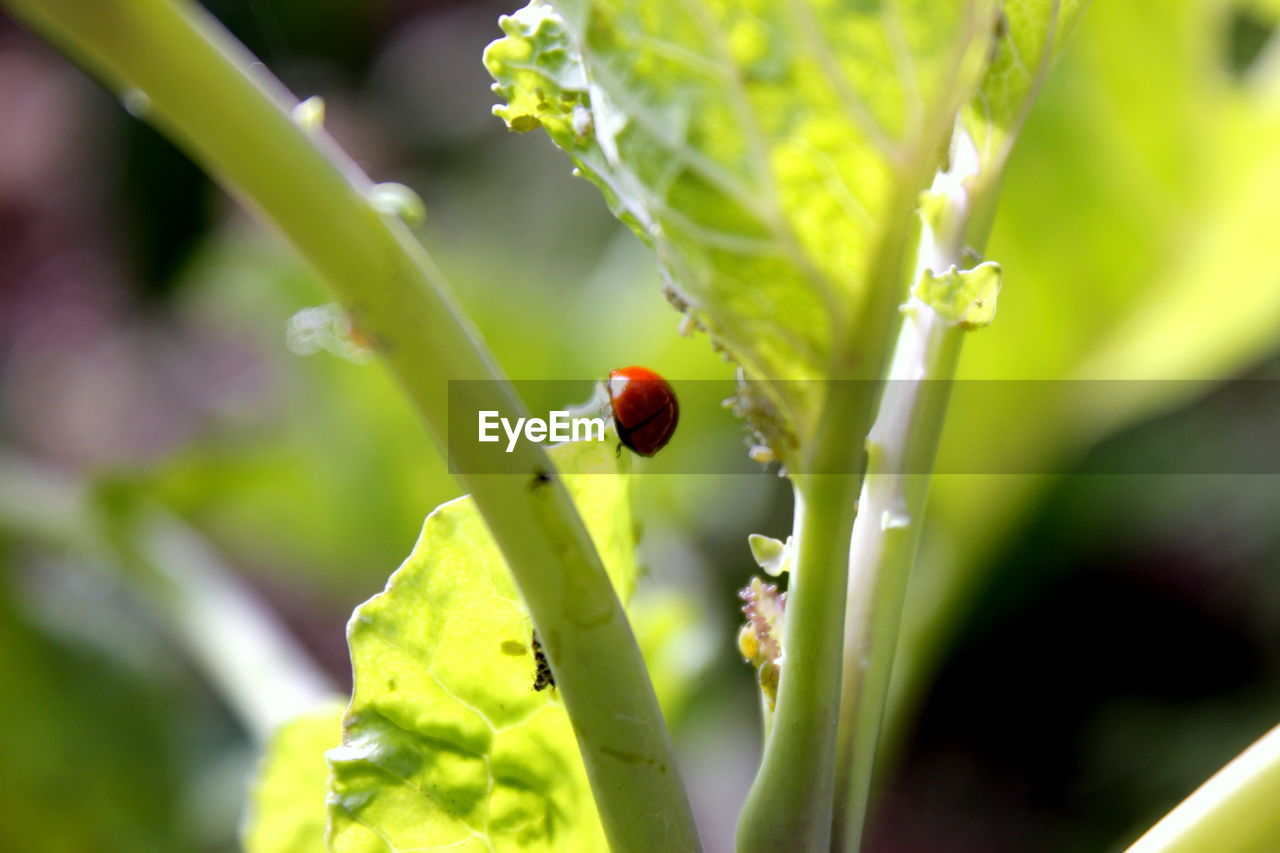 CLOSE-UP OF LADYBUG ON PLANTS