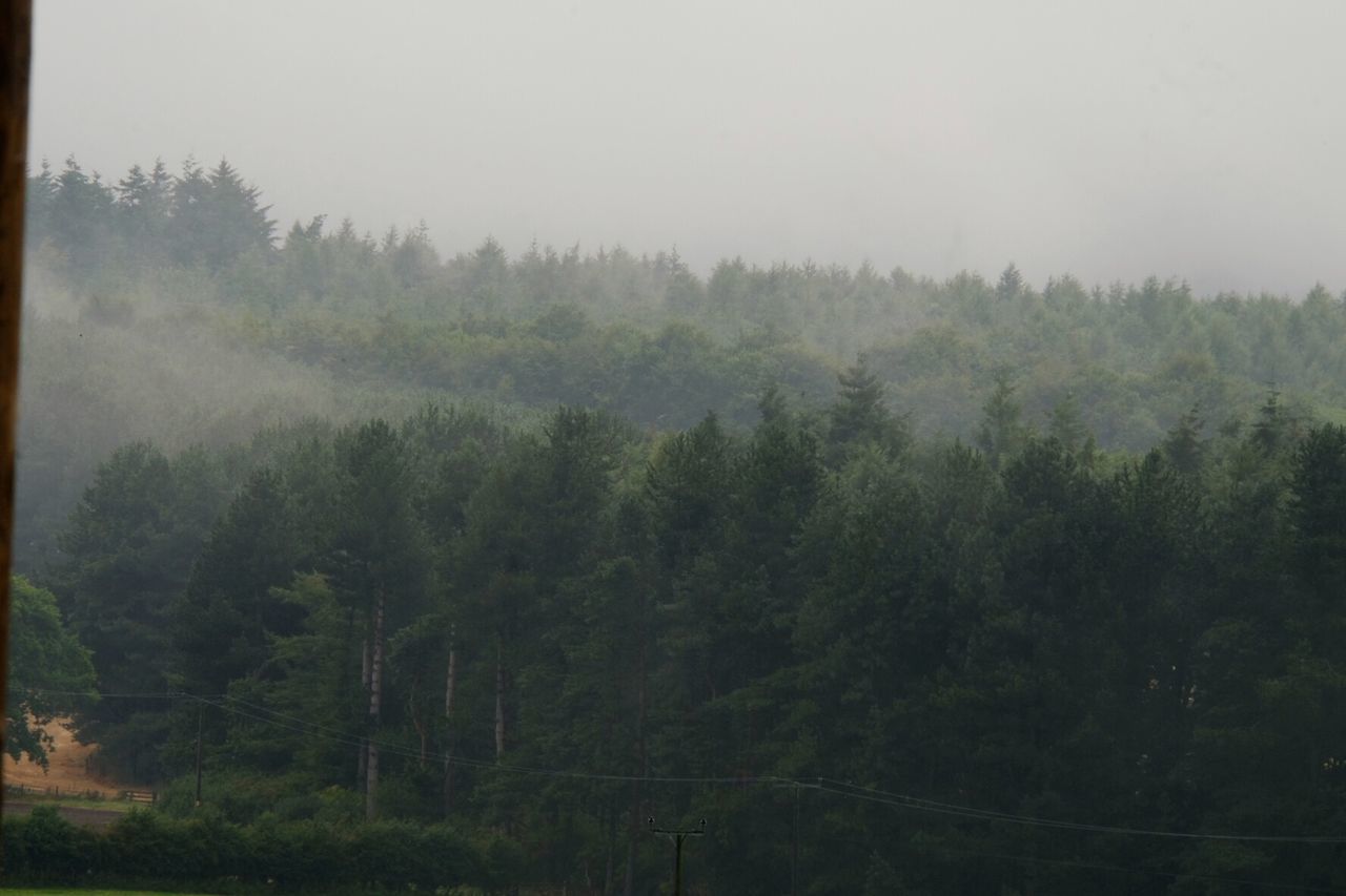 TREES IN FOGGY WEATHER