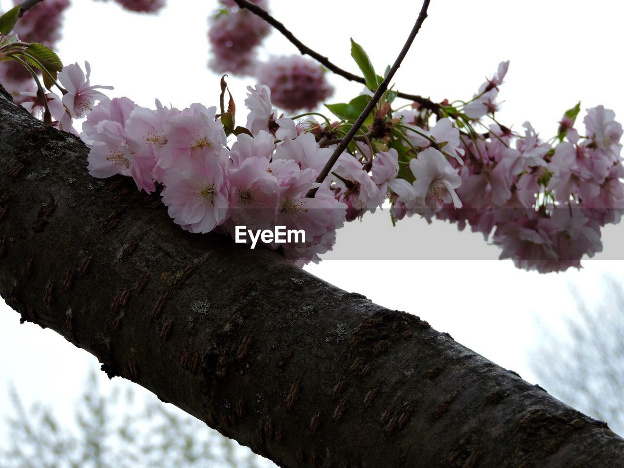 LOW ANGLE VIEW OF PINK FLOWERS BLOOMING ON TREE
