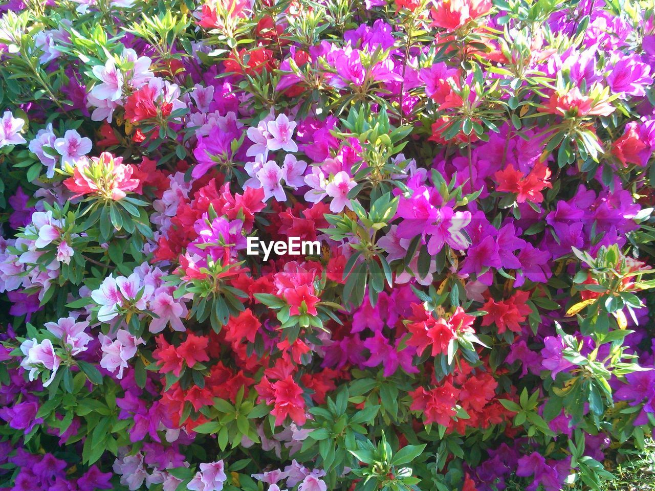 Full frame shot of pink flowers