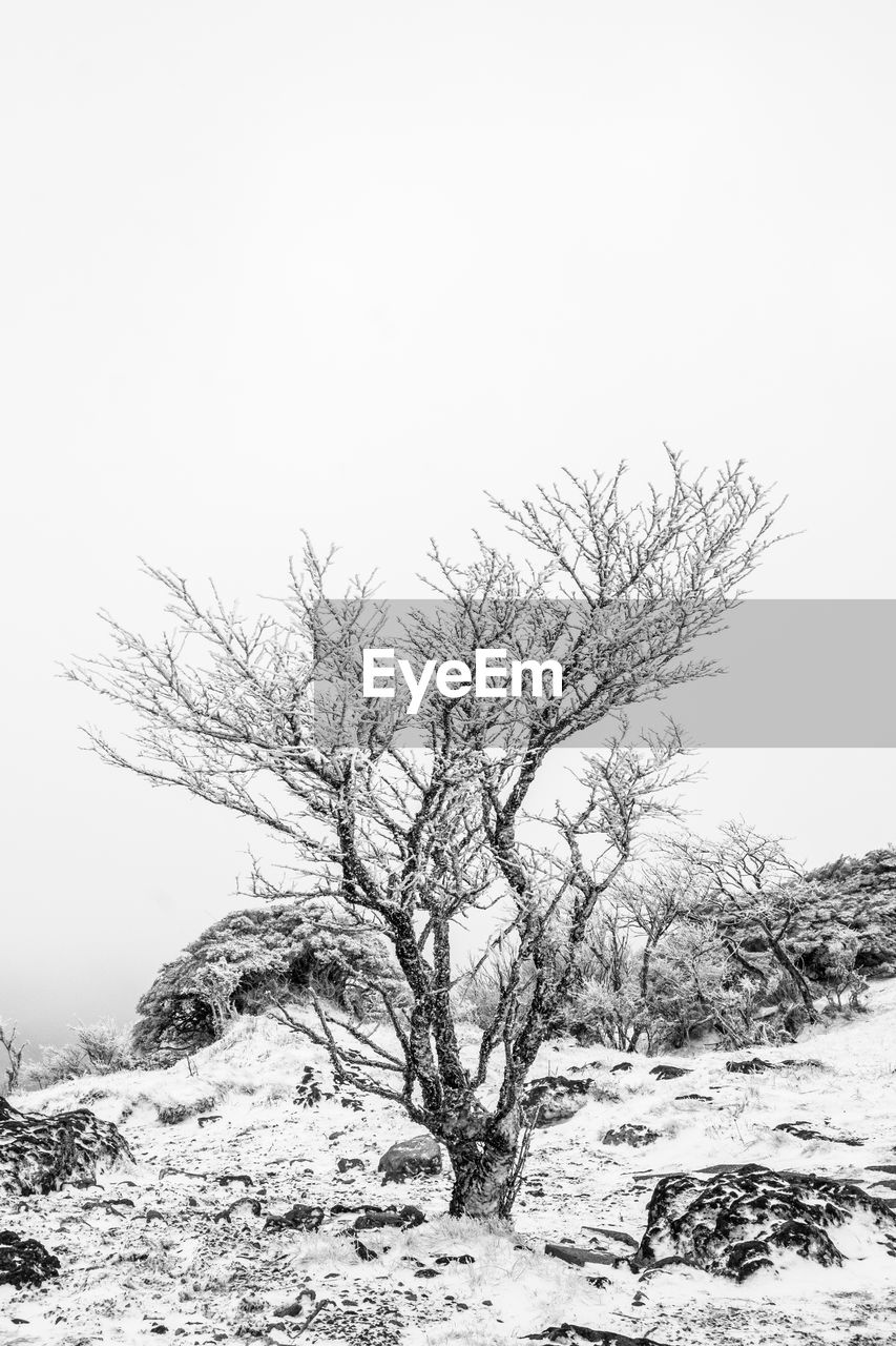 Bare tree on snow covered land against clear sky