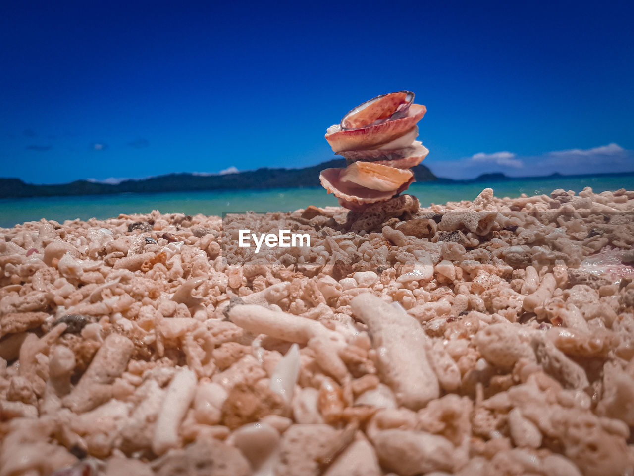VIEW OF SHELLS ON BEACH