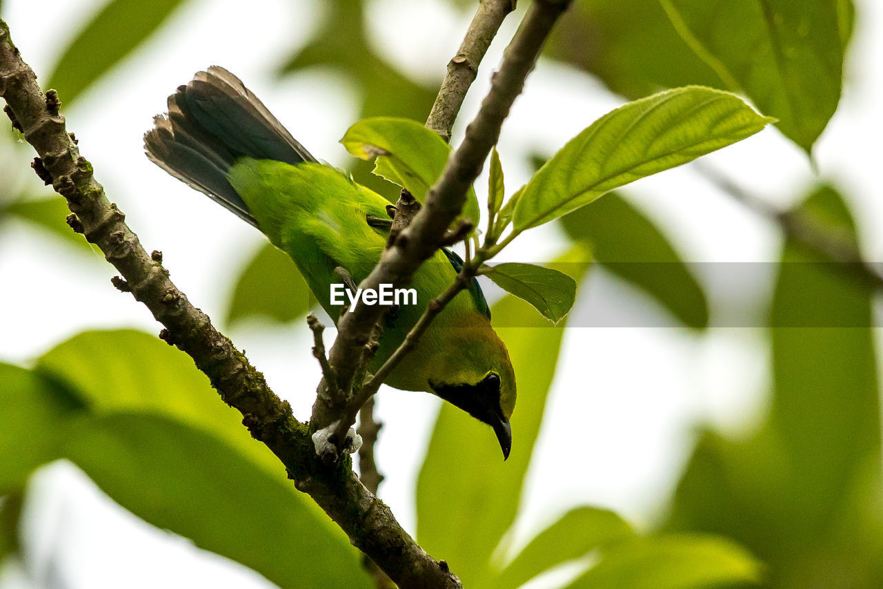 CLOSE-UP OF GREEN LEAVES ON TREE