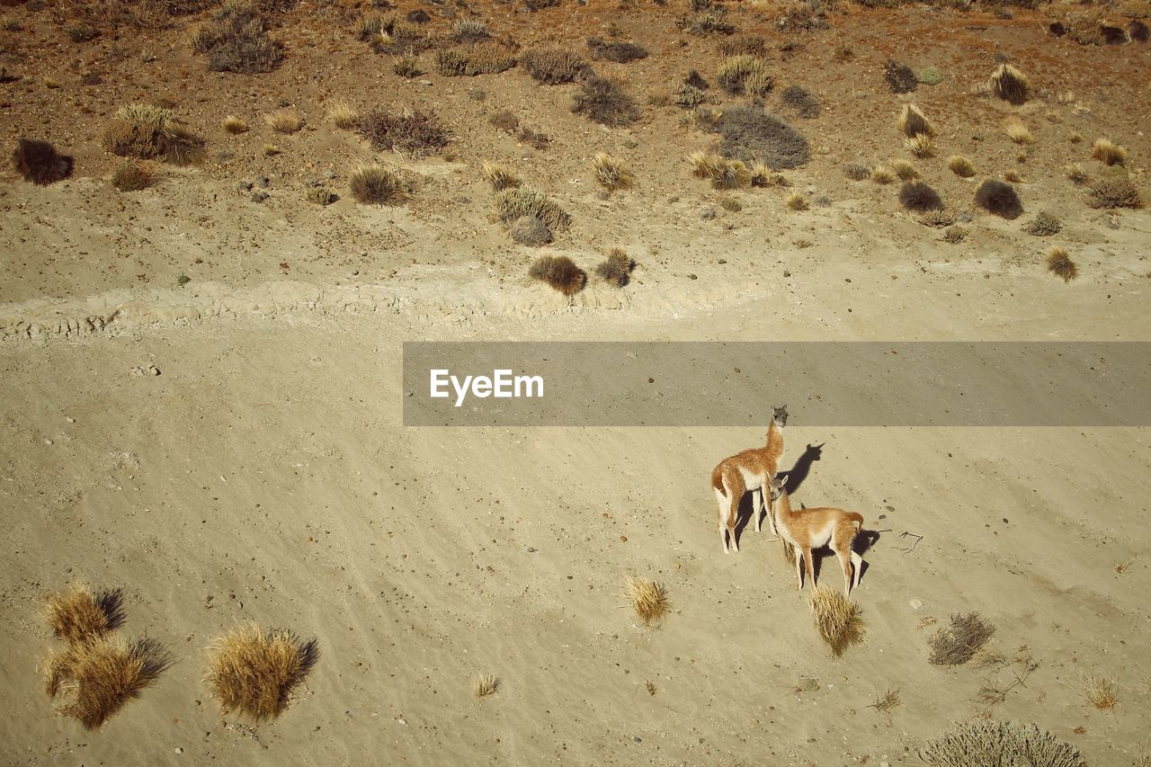 High angle view of deer on sand