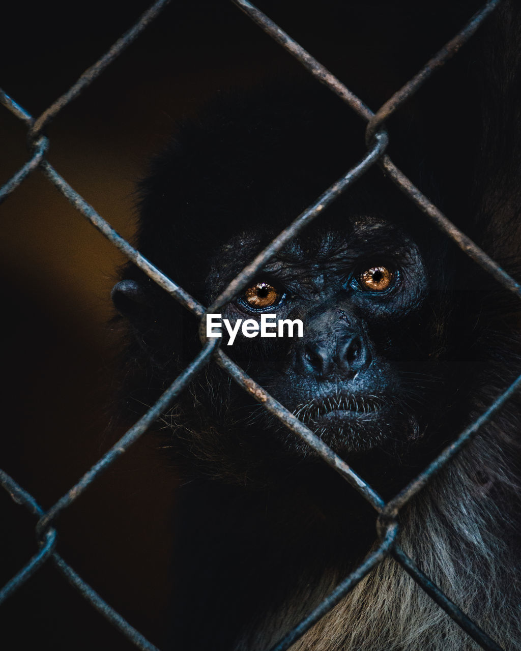 Close-up of monkey in cage