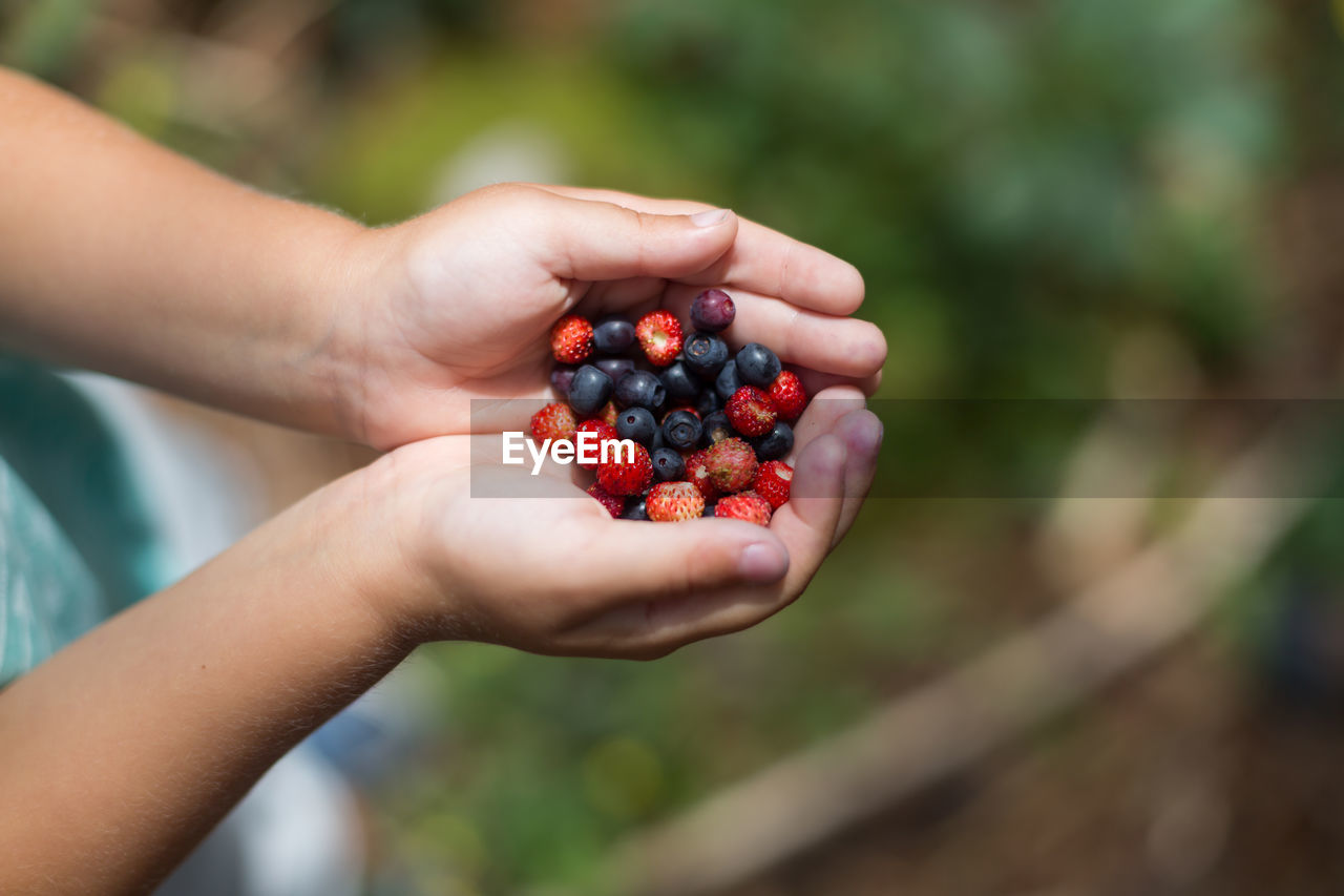 Wild strawberries and blackberries in kids hands. close up