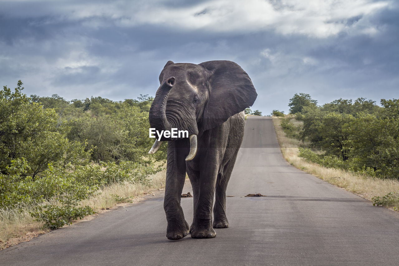 VIEW OF ELEPHANT IN ROAD