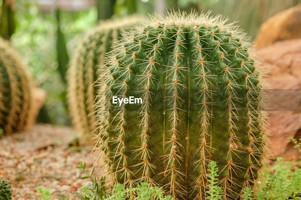 CLOSE-UP OF SUCCULENT PLANT