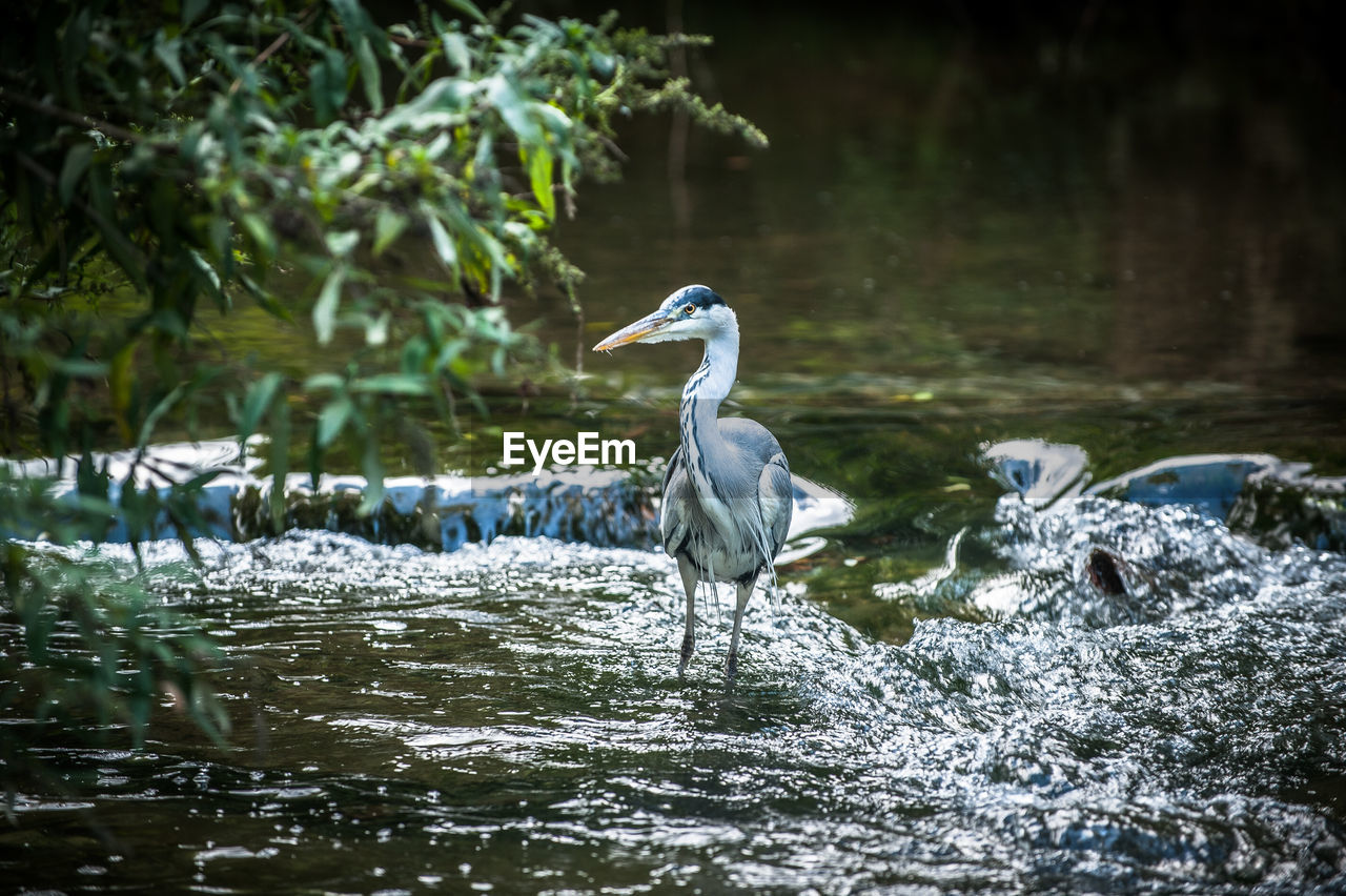 View of heron in river