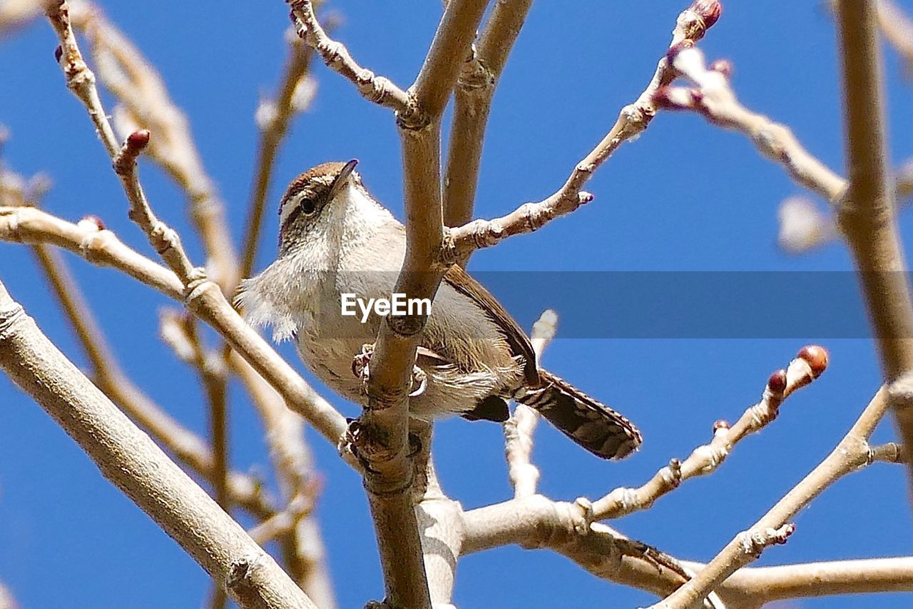 LOW ANGLE VIEW OF BIRD PERCHING ON BRANCH AGAINST SKY